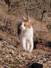 Calico cat walking through dry scrub and sunlit forest clearing