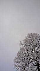 Vertical winter background snowy tree branches and grey sky