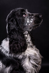 The English Cocker Spaniel