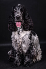 The English Cocker Spaniel
