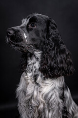 The English Cocker Spaniel