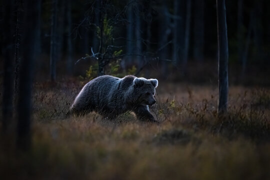 The Lord of the Night Taiga, the brown bear, Ursus arctos
