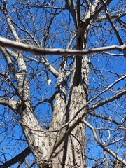 Old bare tree with grooved bark against blue sky, early spring