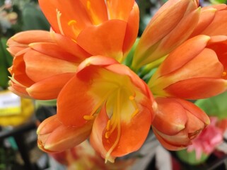 Clivia Miniata (Bush Lily) orange garden flower