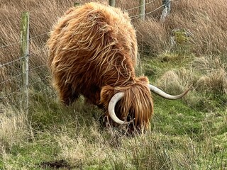 	
Close up of wild Highland cattle the beautiful single Scottish cow with large twisted horns and chesnut ginger long haired coat on roadside grazing grass in stunning Isle of Mull mountain landscape