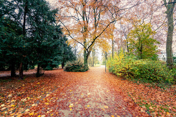 Naklejka premium autumn in the park