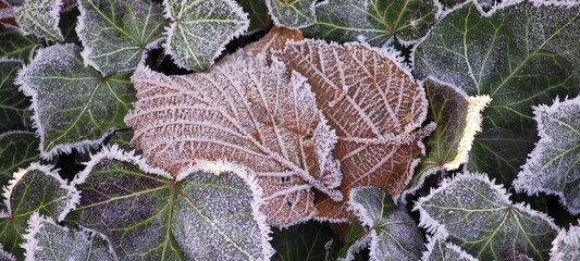 &Uuml;berfrorene Bl&auml;tter