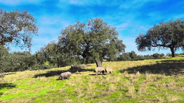 Cerdo ib&eacute;rico comiendo bellotas de montanera en campos de dehesa