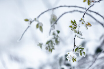 Frosted Green Leaves on a Winter Branch, natural background or wallpaper for nature motif