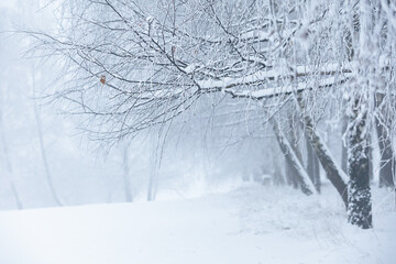 Misty Winter Path Through a Frosted Forest in Poland, natural background or wallpaper for nature motif