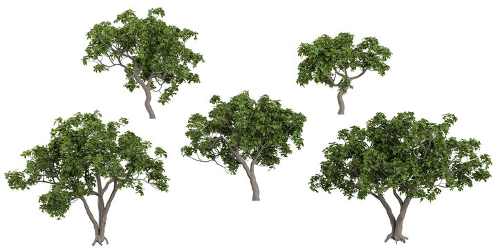 Collection of ficus plants on transparent background