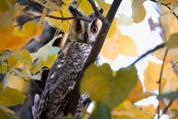 Long eared owl looking at camera