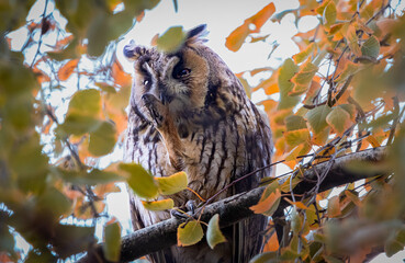 Long eared owl standing on tree 