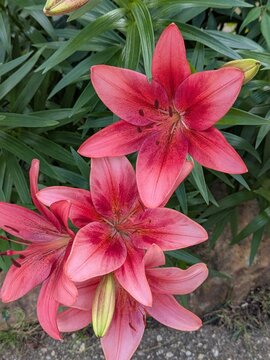 pink lilies close up