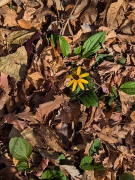 black eyed susan hiding in autumn leaves