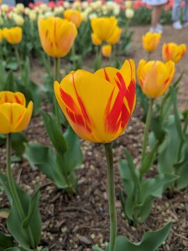 red yellow tulip