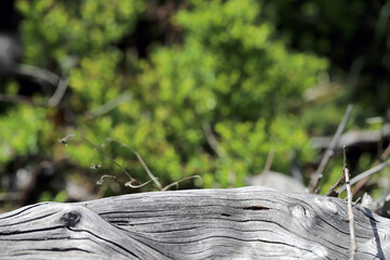 Bark-free wood, old wood with texture. Background.