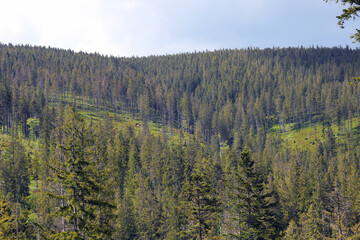 View of the forests of Babia G&oacute;ra. Spruce forests in the national park.