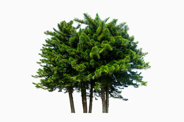 Pine tree branches reaching upward against  isolated on white background