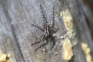 Acantholycosa lignaria a species of wolf spiders, Lycosidae. On dead wood.