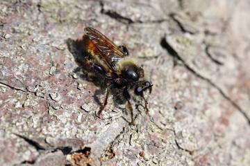 Robber fly  also called assassin flies, Asilidae  family. A predatory insect waiting for its prey on a spruce trunk.