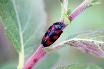Black-and-red froghopper, Cercopis vulnerata or red-and-black froghopper. Species of froghopper in the family Cercopidae. Insect on a willow shoot.