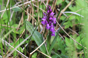 Dactylorhiza majalis, or the broad-leaved marsh orchid, is a terrestrial Eurasian orchid.