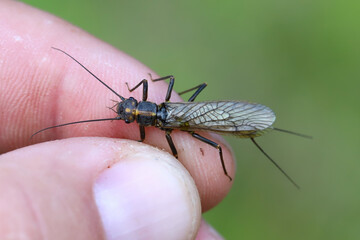 The Perlodidae, also known as the perlodid stoneflies, stripetails, or springflies, are a family of stoneflies. An adult, winged insect.