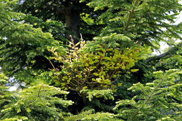 Witch's broom or witches' broom is a deformity on a fir tree shoot in the forest. Symptoms of infection with the pathogen.