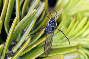 Cinara piceae, spruce bark aphid or spruce stem aphid. A winged creature on needles.