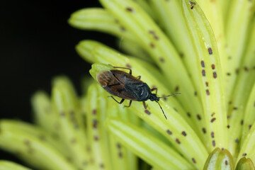 Acompocoris alpinus predatory bug hunting on Adelges (Dreyfusia) nordmannianae, migratory silver-fir adelges on young fir needles.
