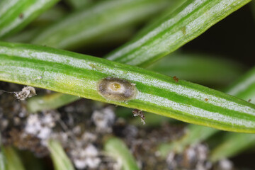 Pests of coniferous trees, fir trees. Aphids and other insects living on the bark and Coccidae, called soft, wax or tortoise scales on needles.