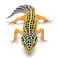 Obraz premium Leopard gecko with yellow black spots and patterned tail on white background reptile lizard