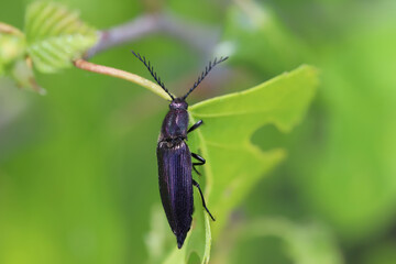 Ctenicera cuprea a species of click beetles, Elateridae.