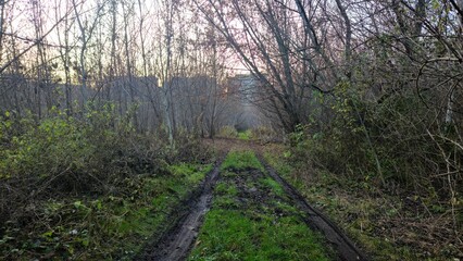 Dirt track with muddy tire ruts leading through a leafless forest, with green grass and dense thicket on both sides at dusk