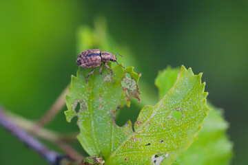 Strophosoma melanogrammum is a species of weevil that is native to the European Continent. Introduced into North America as well.