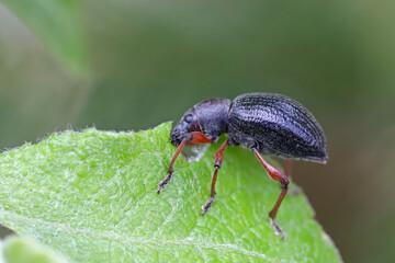 Otiorhynchus coecus. Weevil eating a green leaf.