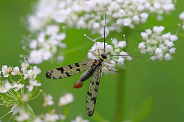 Panorpa vulgaris Meadow Scorpionfly. A beneficial insect that eats plant pests.