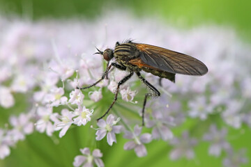 Empis tessellata is a species of dance fly, in the fly family Empididae. An insect that feeds on flower nectar. Usually a predator.