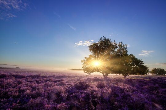 Sunrise over fields of purple heather and misty landscape