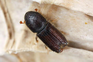 A bark beetle is the common name for the subfamily of beetles Scolytinae. Adult specimen on bark.