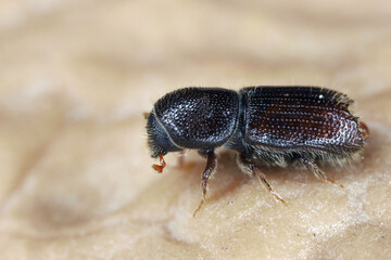 Bark beetle, Scolytinae, Scolytidae. Adult insect.