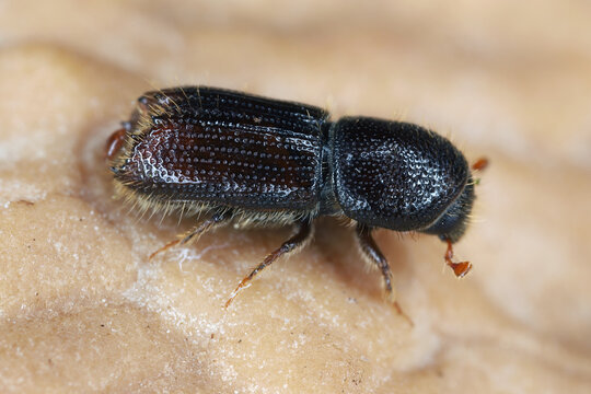 A bark beetle is the common name for the subfamily of beetles Scolytinae. Previously, this was considered a distinct family (Scolytidae).