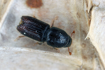 A bark beetle is the common name for the subfamily of beetles Scolytinae. Adult specimen on bark.