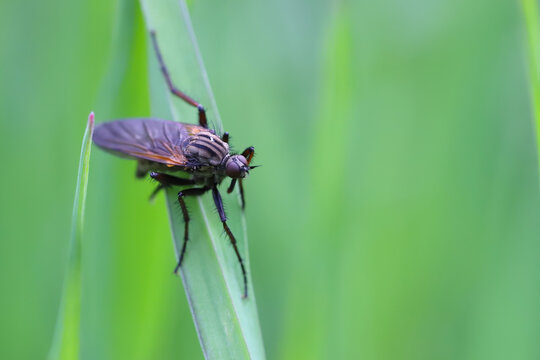 Dagger flie called also  balloon flies in Empididae family on grass.