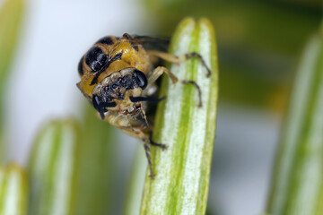 Gilpinia hercyniae, the European spruce sawfly. Winged adult individual.