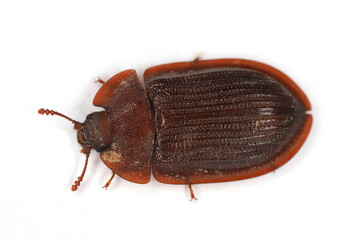 Ostoma ferruginea, beetle from family Trogossitidae found under dead trees.