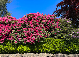 Colorful pink rhododendrons bloom abundantly atop a lush green hedge. Bright blue skies create a vivid backdrop for this picturesque garden scene by the roadside in, Adel, Leeds, UK