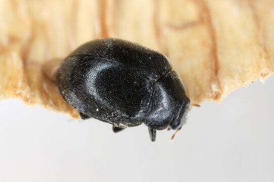 Scymnus nigrinus, ladybird beetle or lady beetles. An efficient predator of plant pests. 