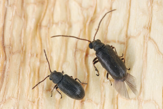 Dryophilus pusillus a species of beetle in the family Ptinidae. Male and female.